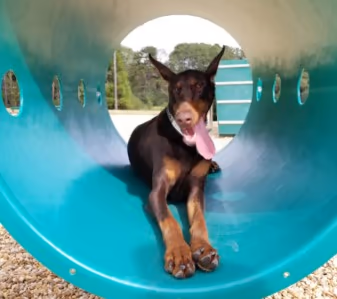 Harbins Dog Park photo 2